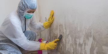 mold cleanup