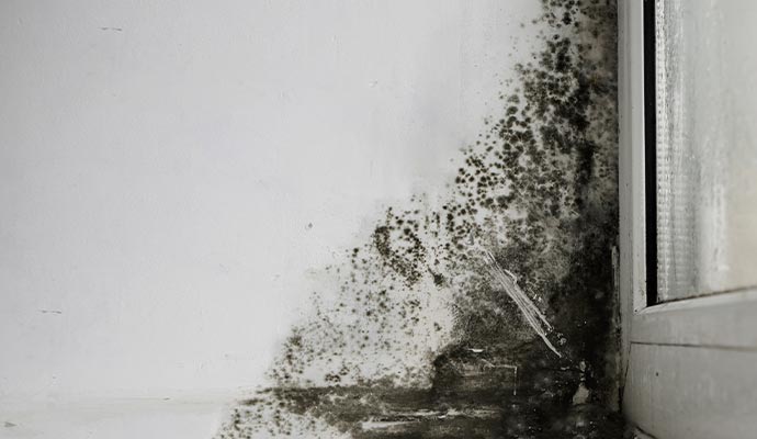 Black Mold Remediation in Anchorage & Wasilla | Dry Out Systems