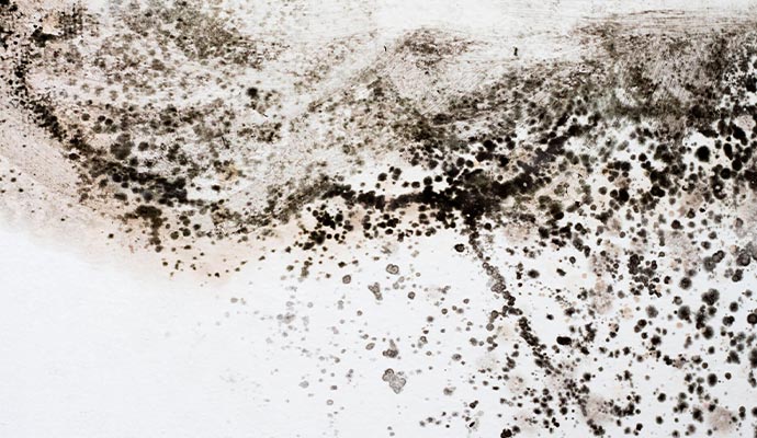 mold growth on wall