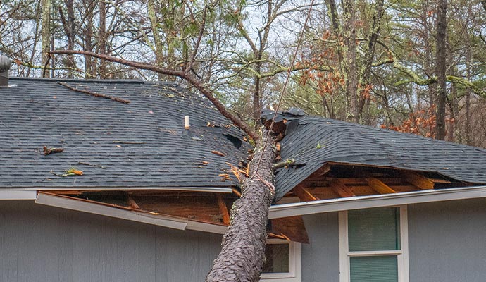 tree on house roof