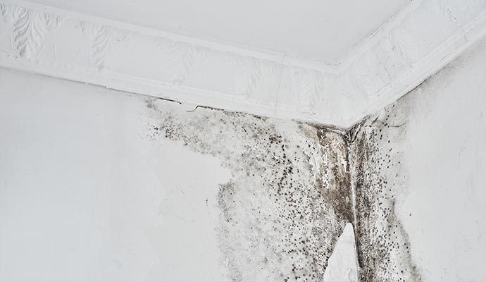 mold growth on room wall