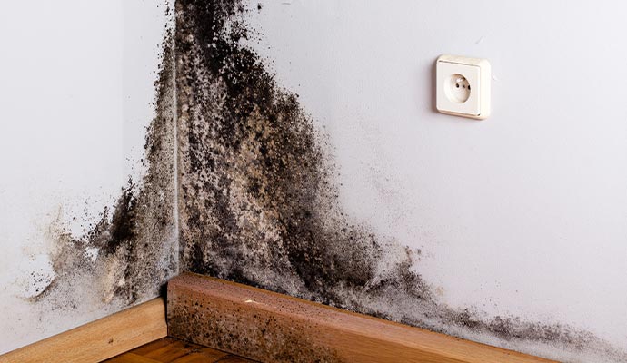 mold growth on wall
