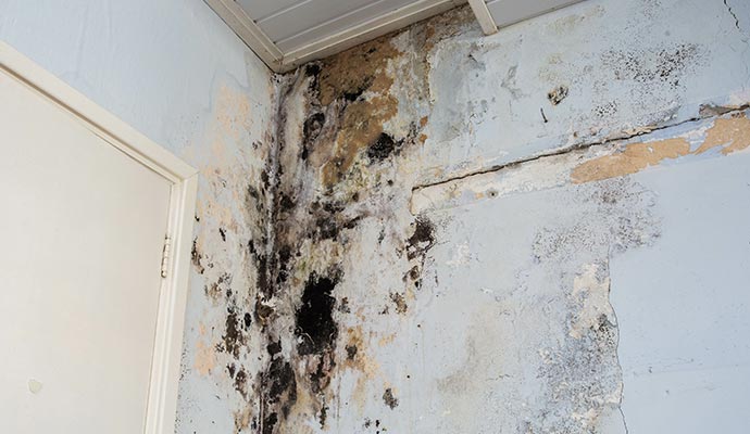 structural mold and material damage issue